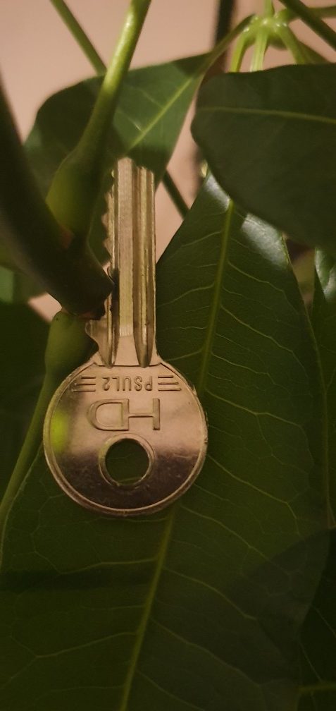 key on leaf
